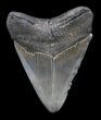 Nice, Serrated, Megalodon Tooth - South Carolina #36246-2